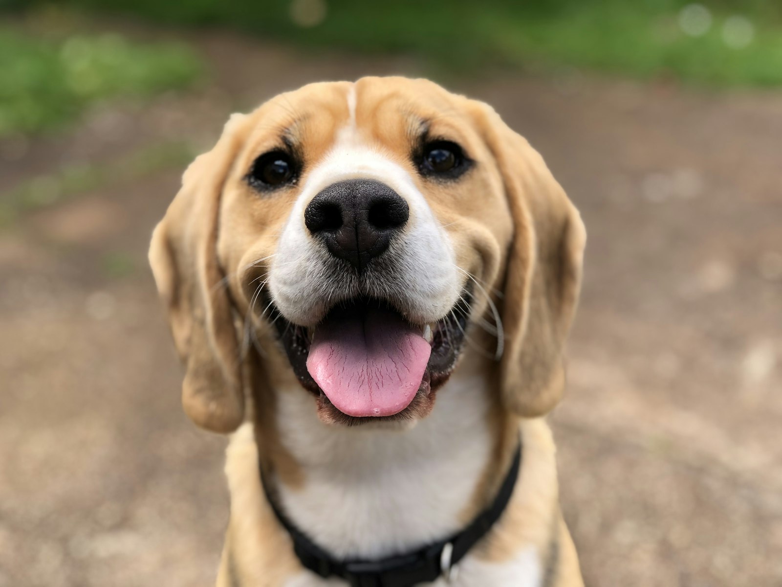 喜んでいるビーグル犬の顔のクローズアップ写真