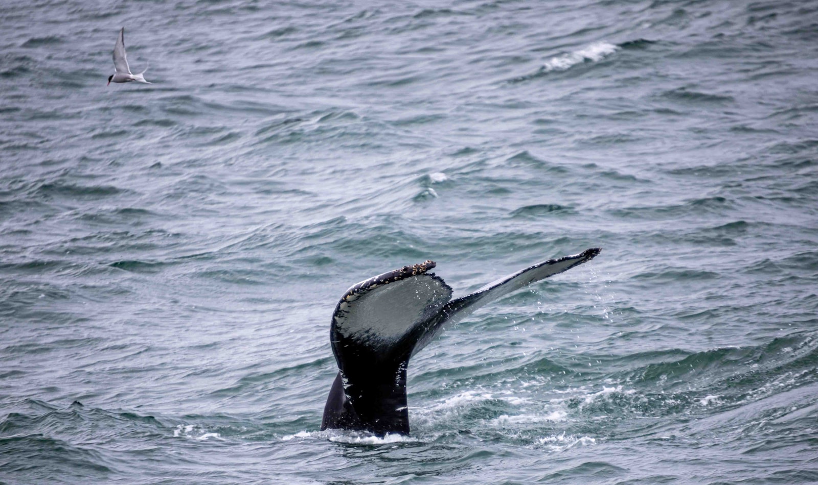ザトウクジラが海中を潜水する様子